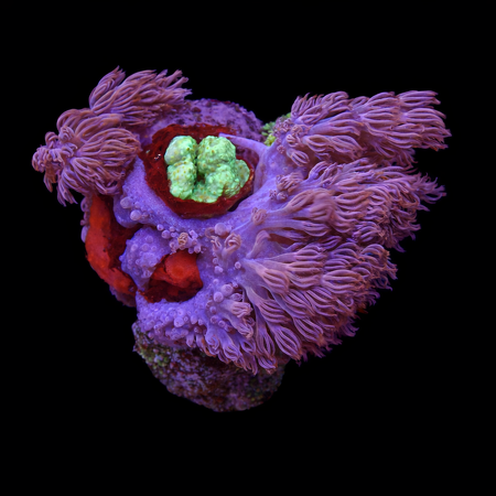 Cespitularia Infirmata M (Ong. 6-7 cm) WYSIWYG (1776004311892)