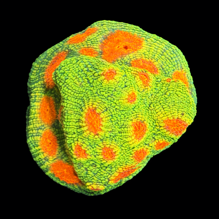 Chalice Bubble Gum Monster Frag (Ong. 2-3 cm) WYSIWYG (1772912465659)