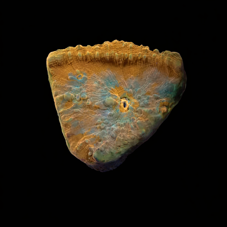 Chalice Frag (Ong. 2-3 cm) WYSIWYG (1776189841299)