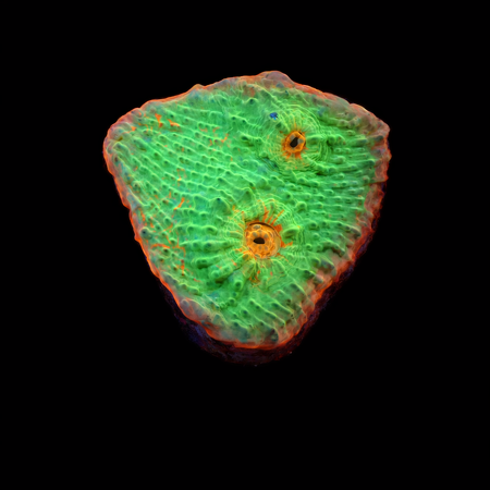 Chalice Frag (Ong. 2-3 cm) WYSIWYG (1776189873582)