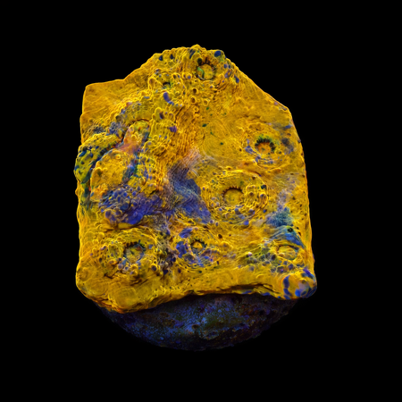 Chalice Frag (Ong. 2-3 cm) WYSIWYG (1776189887883)