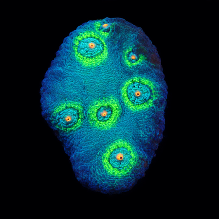 Chalice Frag (Ong. 2-3 cm) WYSIWYG (1776189903031)