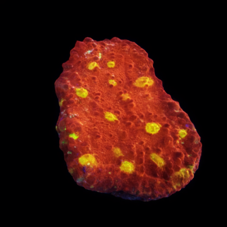 Chalice Frag (Ong. 2-3 cm) WYSIWYG (1786381765605)