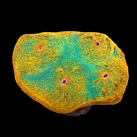 Chalice Frag (Ong. 2-3 cm) WYSIWYG (1786381768335)