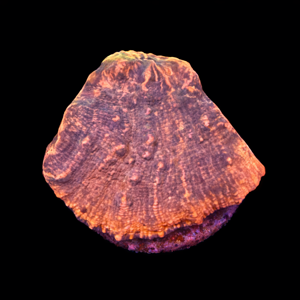 Chalice Frag (Ong. 2-3 cm) WYSIWYG (1790192475239)