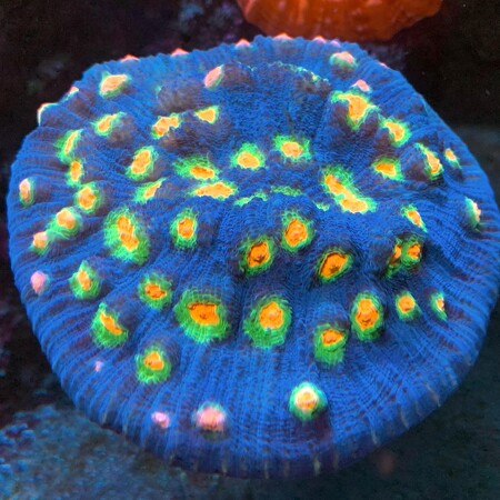 Chalice JF Aftershock