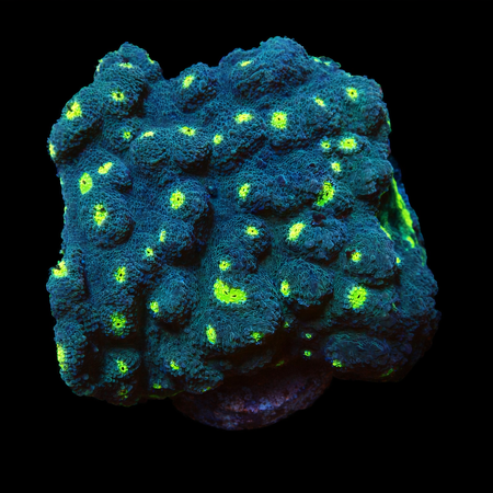 Chalice Special Ultra XL (Ong. 10-12 cm) WYSIWYG (1773253595916)