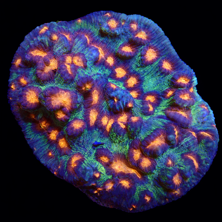 Chalice Special WYSIWYG (1771103726282)