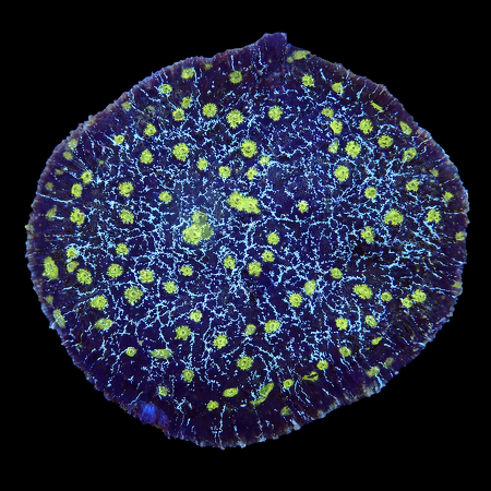 Chalice Special XL (Ong. 10-12 cm) WYSIWYG (1771104461830)