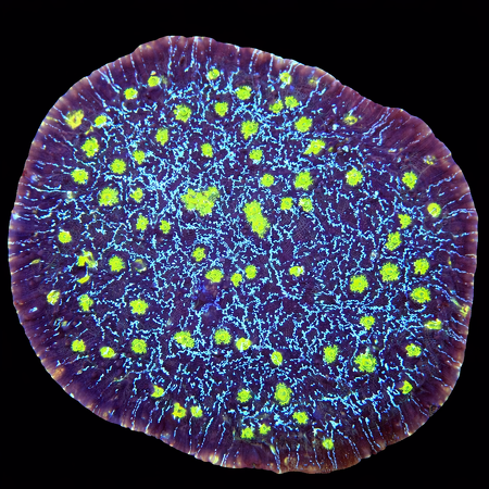 Chalice Ultra WYSIWYG (1769204330368)