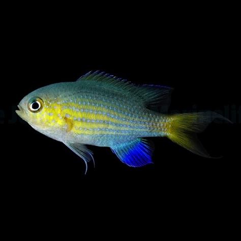 Chromis vanderbilti (Vanderbilts chromis)
