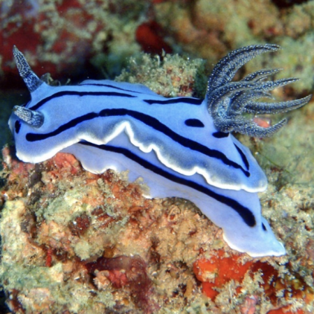 Chromodoris willani