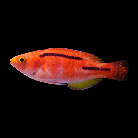 Cirrhilabrus lubbocki (Lubbocks wrasse)