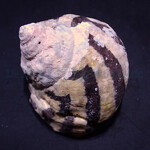 Cittarium pica (Magpie Shell)