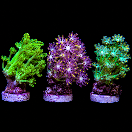 Clavularia Pack 2 (3 kleuren / 10 poliepen per kleur)
