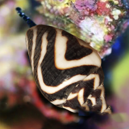 Columbella ocellata snail