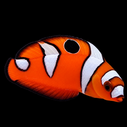 Coris formosa (Queen Coris)
