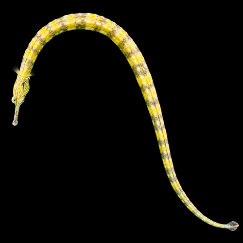 Corythoichthys haematopterus