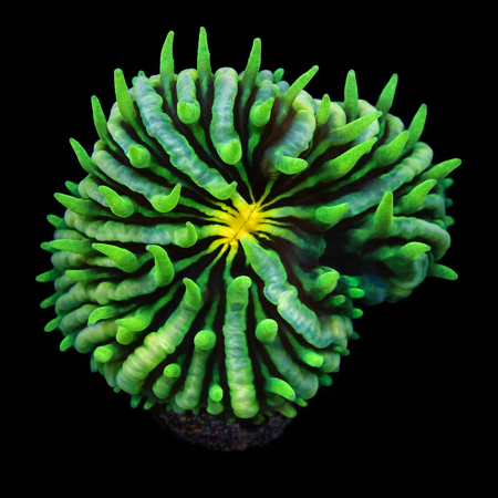 Cycloseris OS Gold Mauth Frag (Ong. 2-3 cm) WYSIWYG (1776005519740)