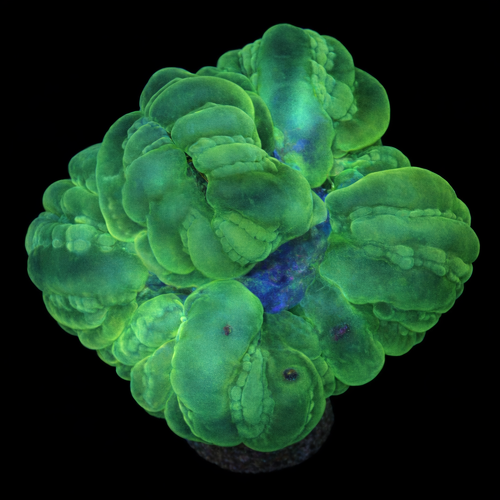 Cynarina Lacrimalis Ultra Green M (Ong. 6-7 cm) WYSIWYG (1771141589718)