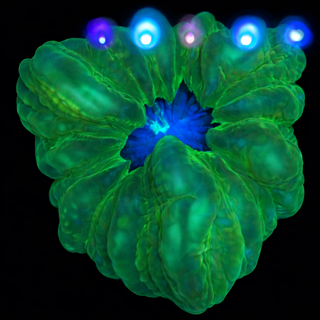 Cynarina Lacrimalis Ultra Green WYSIWYG (1770758650707)