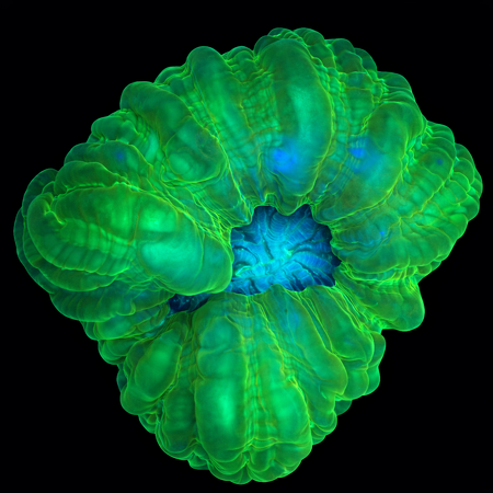 Cynarina Lacrimalis Ultra Green WYSIWYG (1770758653571)