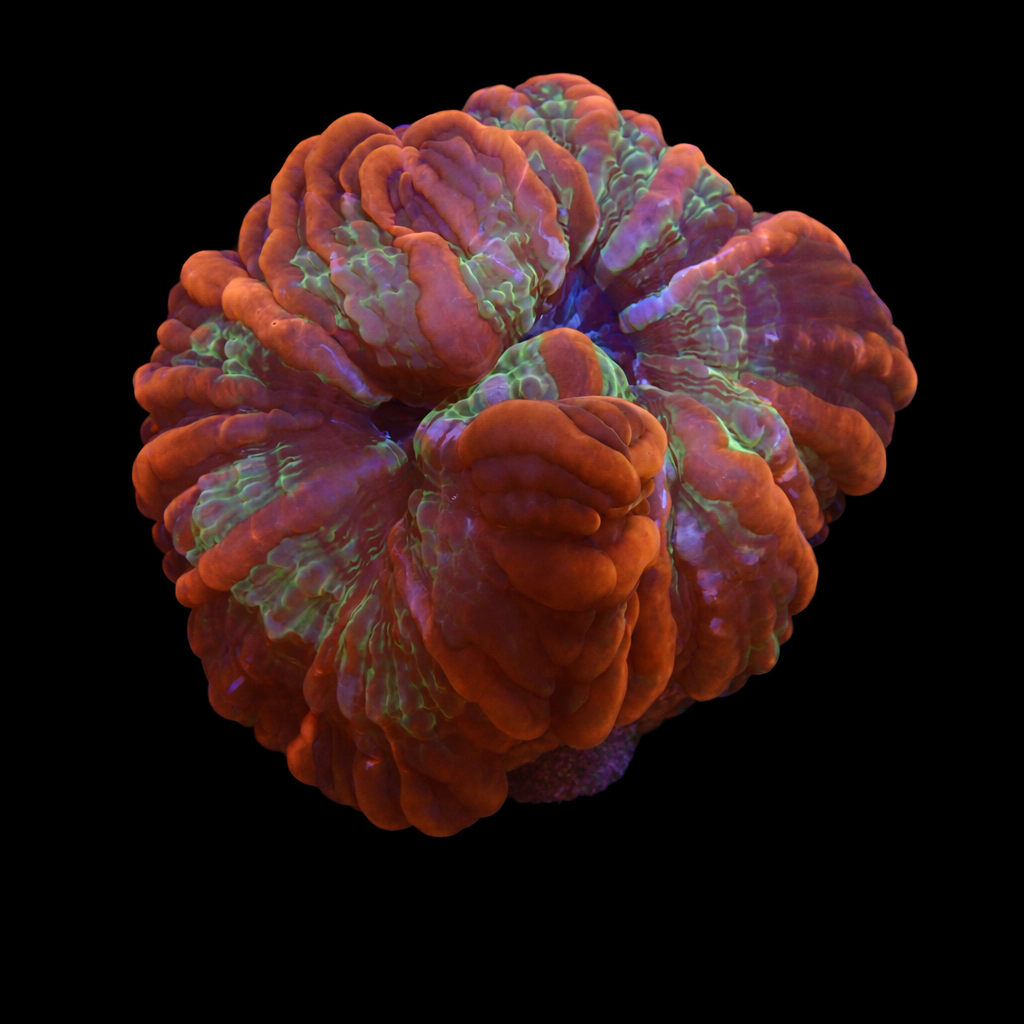 Cynarina Lacrimalis ultra L (Ong. 8-9 cm) WYSIWYG (1779735727253)