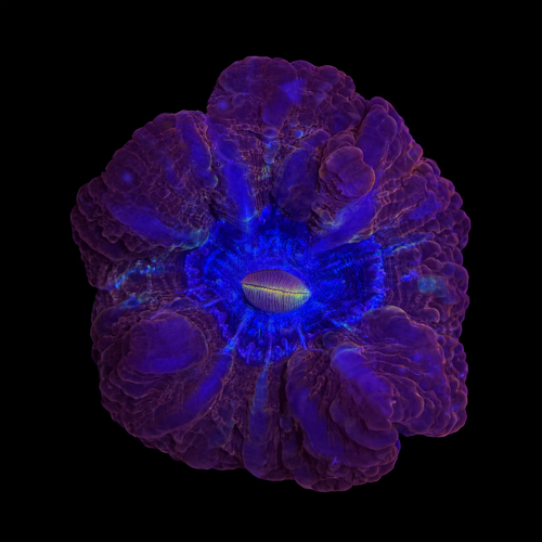 Cynarina Lacrimalis Ultra Red / Blauwe kern L (Ong. 8-9 cm) WYSIWYG (1771142046425)