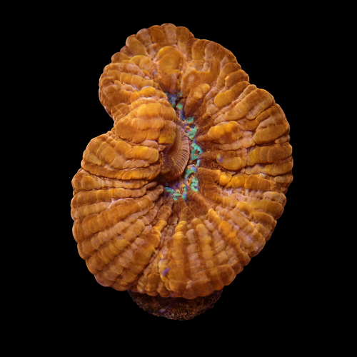 Cynarina Lacrimalis Ultra Red M (Ong. 6-7 cm) WYSIWYG (1771142165273)