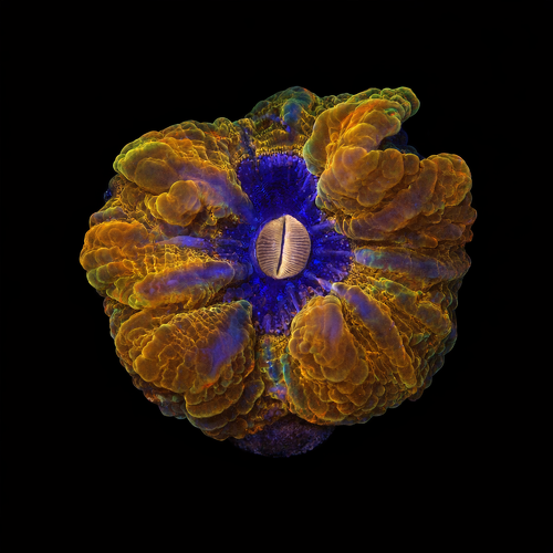 Cynarina Lacrimalis Ultra Red / Yellow L (Ong. 8-9 cm) WYSIWYG (1771142163424)