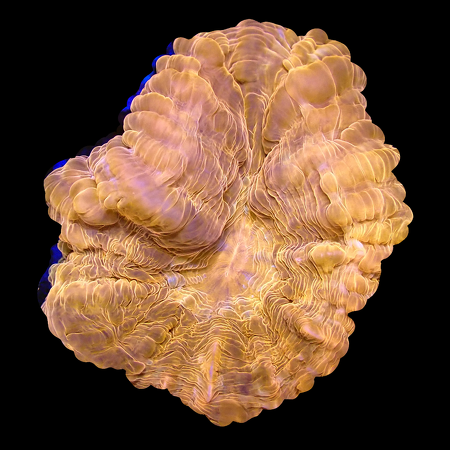 Cynarina Red WYSIWYG (1770550673354)