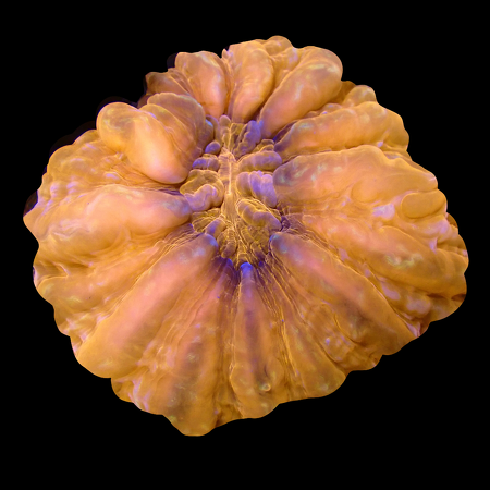 Cynarina Ultra Red WYSIWYG (1770547209534)