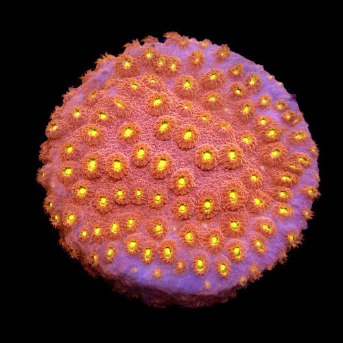 Cyphastrea Bling Bling Frag (Ong. 2-3 cm) WYSIWYG (1771138874133)