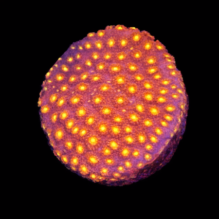 Cyphastrea Bling Bling Frag (Ong. 2-3 cm) WYSIWYG (1772913084523)