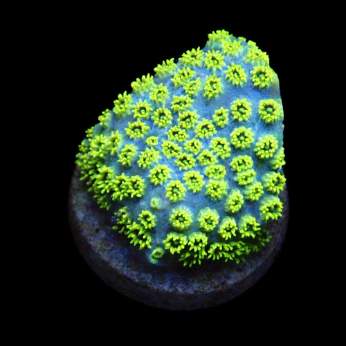 Cyphastrea Sea Foam Frag (Ong. 2-3 cm) WYSIWYG (1771141337837)