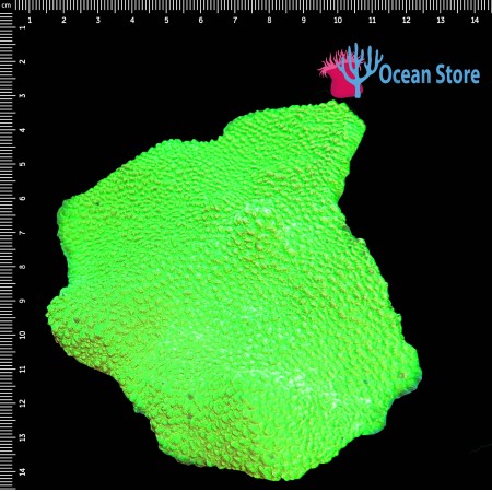 Cyphastrea Ultra Green WYSIWYG