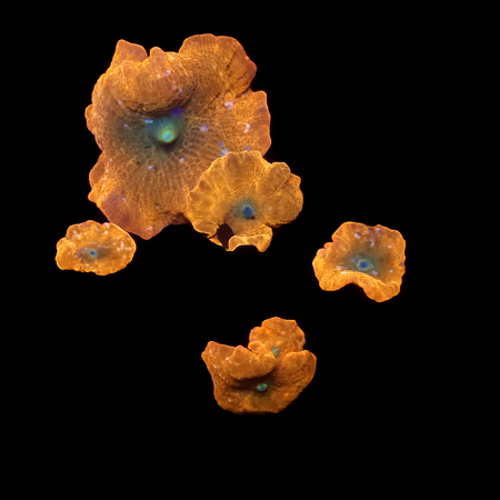 Discosoma Garden M (Ong. 6-7 cm) WYSIWYG (1776004361925)