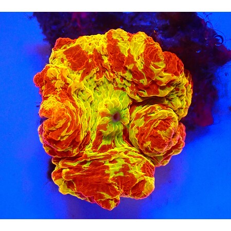 Discosoma Jawbreaker Mastergrade WYSIWYG (1765477549486)