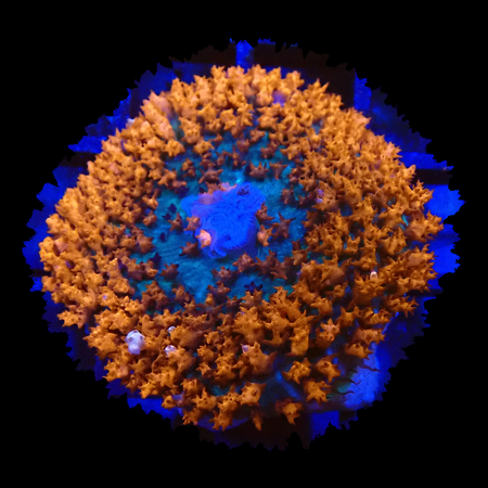 Discosoma Sancthithomae WYSIWYG (1770550890823)