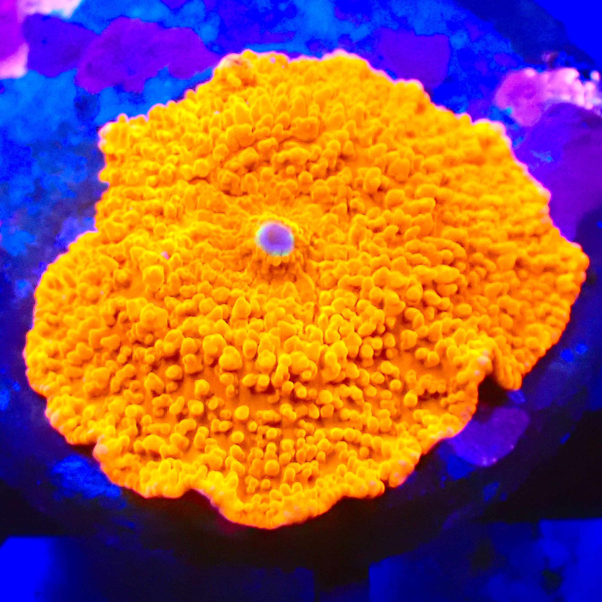 Discosoma Ultra Red WYSIWYG (1767989872815)