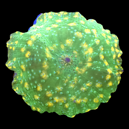 Discosoma yellow/gold dots WYSIWYG (1770546617200)