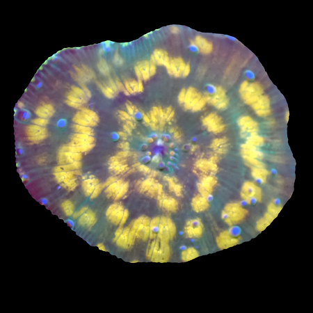 Discosoma yellow/orange dots WYSIWYG (1770546641451)