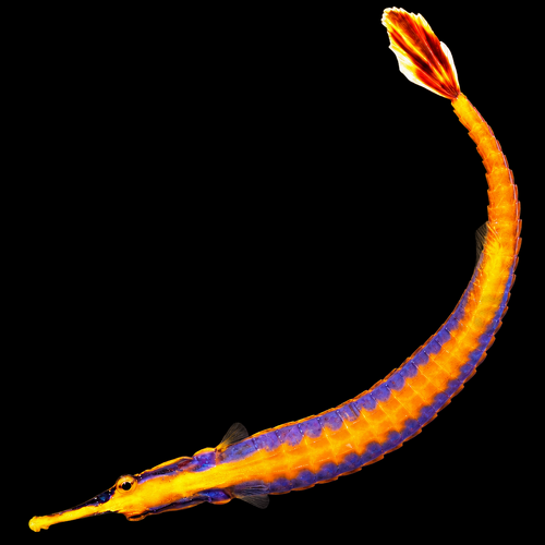 Doryrhamphus bicarinatus (Narrowstripe pipefish)