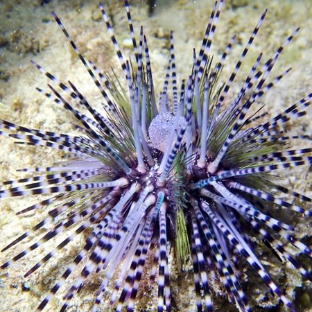 Echinothrix calamaris (Double spined urchin)