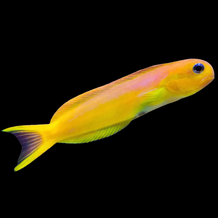 Ecsenius midas (Midas Blenny)