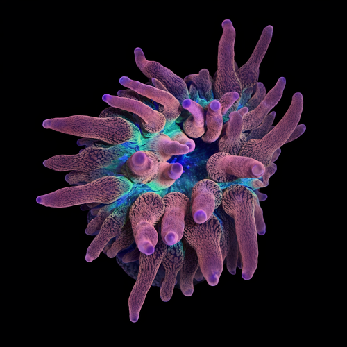 Entacmaea sunburst &ndash; Tepelanemoon M (Ong. 6-7 cm) WYSIWYG (1771141153372)