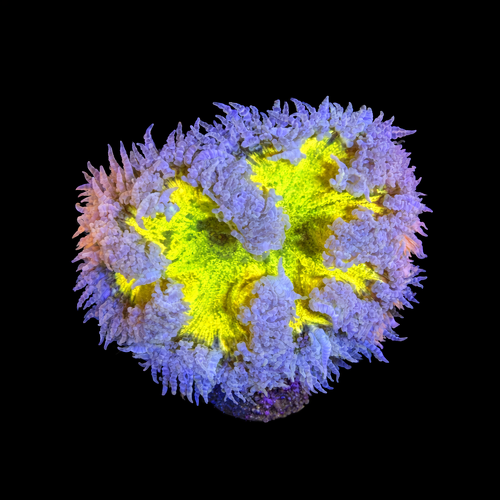 Epicystis Crucifer S (Ong. 4-5 cm) WYSIWYG (1790874575101)