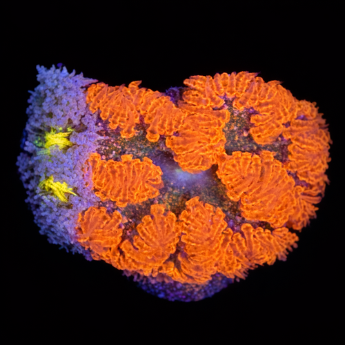 Epicystis Crucifer S (Ong. 4-5 cm) WYSIWYG (1790874579018)