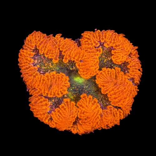 Epicystis Crucifer S (Ong. 4-5 cm) WYSIWYG (1790874582036)