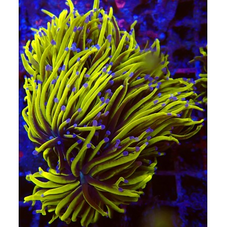 Afbeelding zonder ALT